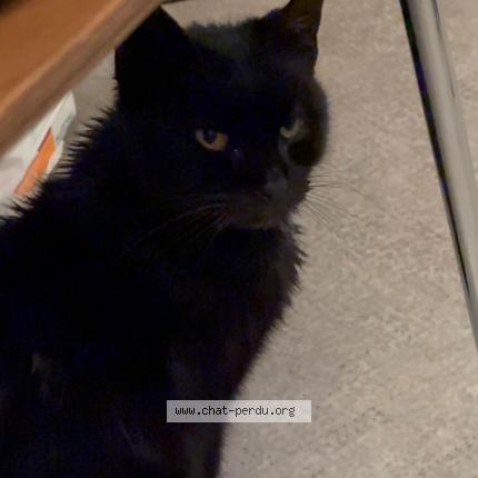 Photo 1/1 Found cat Found in Marseille