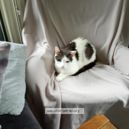 Photo 1/1 Bandy Chat lost in Bierges