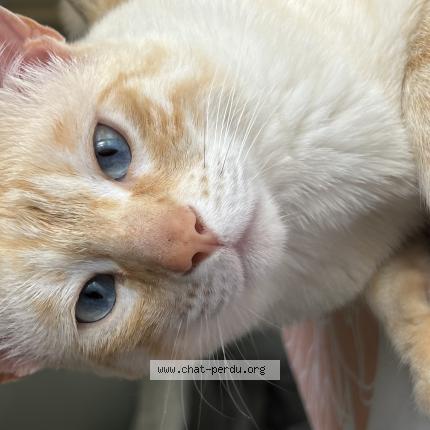 Foto 1/1 Kat teruggevonden Vermist in Gand