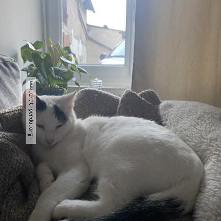 Photo 1/1 Khyo Chat lost in Sable d olonne