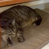 Picture of cat lost at Barlin