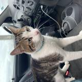 Picture of cat found at Boissy Sous St Yon