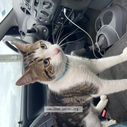 Photo 1/1 Found cat Found in Boissy sous st yon