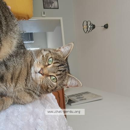 Photo 1/1 TAHO Chat lost in Chereng