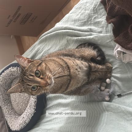 Photo 1/1 Merlin Chat lost in Tregueux