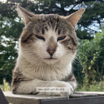 Photo 1/1 Couki Chat lost in Toulouse