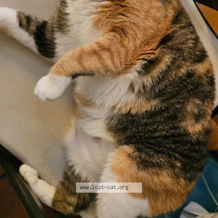 Photo 1/1 Cali Chat lost in Dorchester center