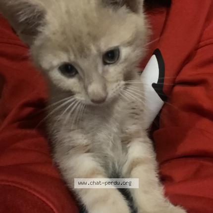 Photo 1/2 Ozzy Chat lost in Roubaix