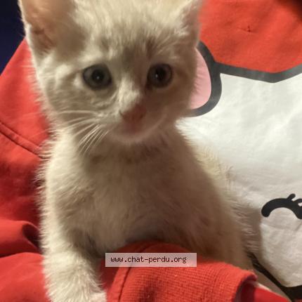 Photo 2/2 Ozzy Chat lost in Roubaix