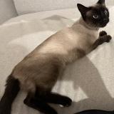 Picture of cat found at Bormes Les Mimosas