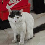 Photo of a cat found in Mexico