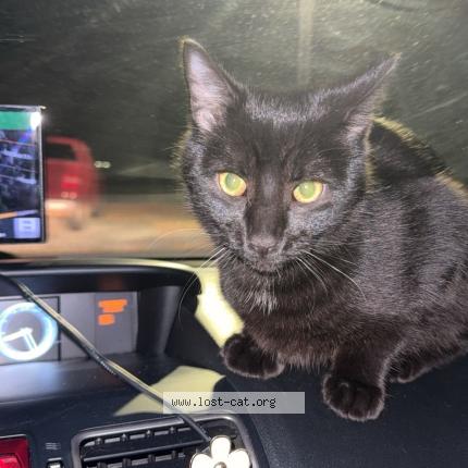 Photo 1/1 Found cat Found in Cape may court house