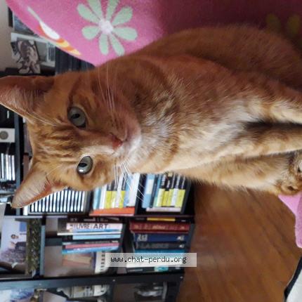 Photo 1/1 Rouquette Chat lost in Orthez