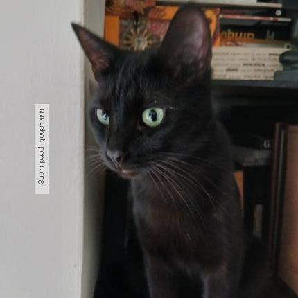 Photo 1/1 Alex Chat lost in Tours