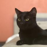 Picture of cat lost at Santa Rosa