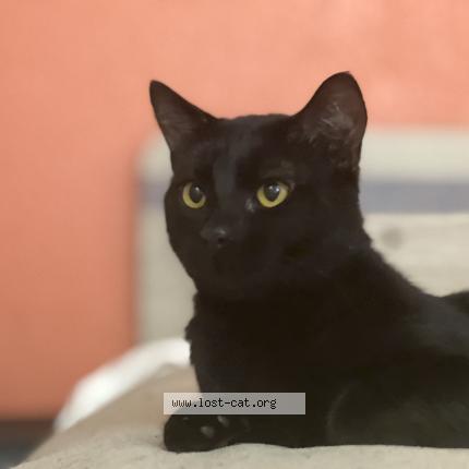 Photo 1/1 Mousey Chat lost in Santa rosa