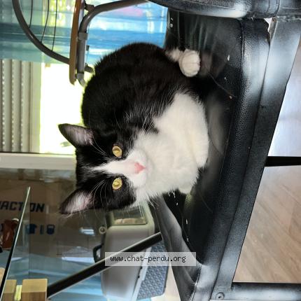 Photo 1/1 Martin BEBE Chat lost in Le rheu