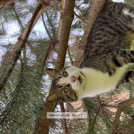 Photo 1/1 Lupin Chat lost in Saint vit