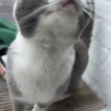 Picture of cat found at Machelen