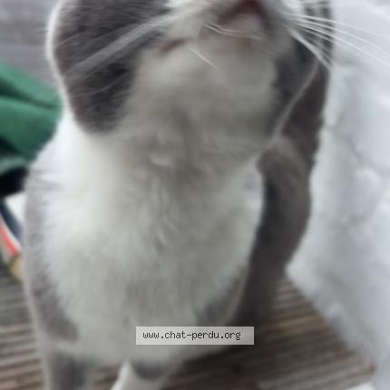 Photo 1/1 Found cat Found in Machelen