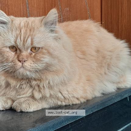 Photo 1/1 Simba Chat lost in Bismillah housing scheme lahore