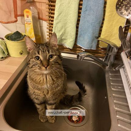 Photo 1/1 Lascar Chat lost in Vitry sur seine