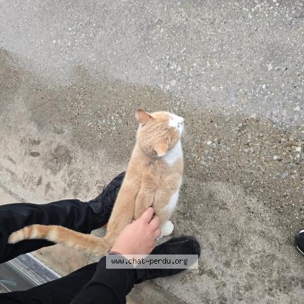 Photo 1/1 Found cat Found in Pontgibaud