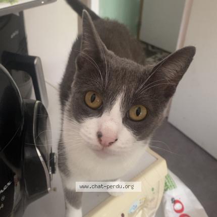 Photo 1/1 Pô Chat lost in Fleury sur orne 14123