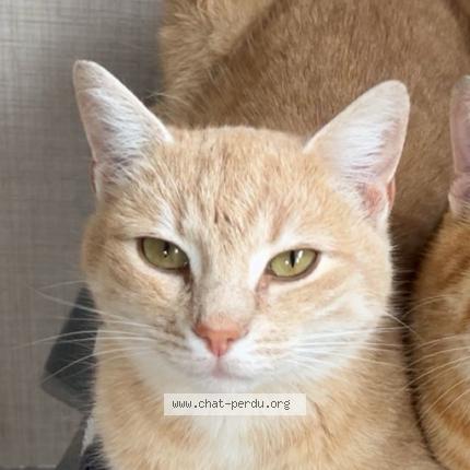 Photo 1/1 Aice Chat lost in Craon