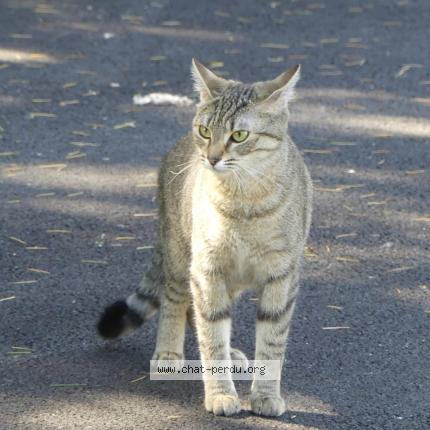 Photo 1/1 Java Chat lost in Vineuil