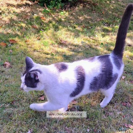 Foto van vermiste kat in Ottignies