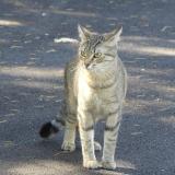 Picture of cat lost at Vineuil