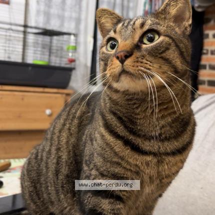 Photo 1/1 Ratatouille Chat lost in Bosc le hard