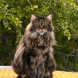 Picture of cat lost at La Cadiere D Azur