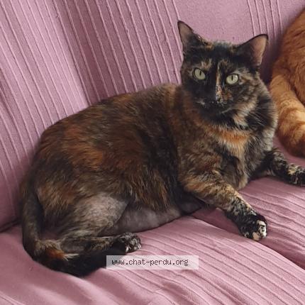 Photo 1/1 Cat reunited Lost in Tonnay charente