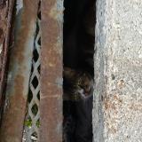 Picture of cat found at Lille