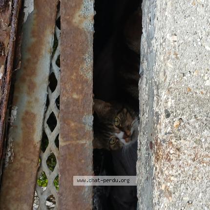 Photo 1/1 Found cat Found in Lille