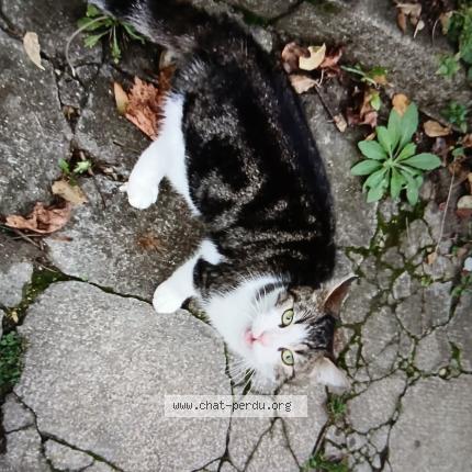 Photo 1/1 Found cat Found in Tessancourt sur aubette