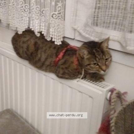 Photo 1/1 Ciboulette Chat lost in Saint pierre des corps