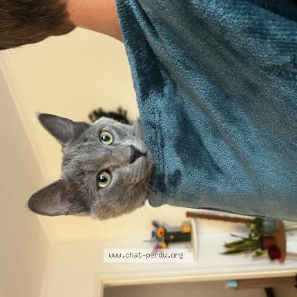 Photo 1/1 Found cat Found in Montpellier