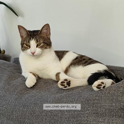 Photo 1/1 WALDO Chat lost in Cerelles