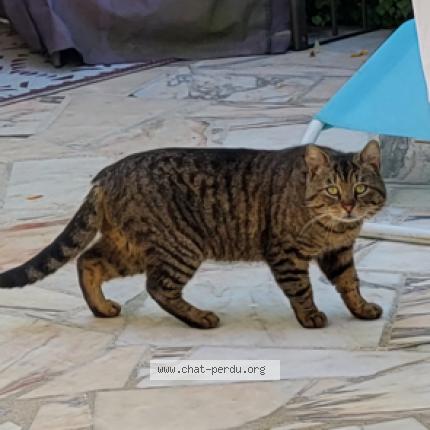 Photo 1/1 Found cat Found in Vernouillet