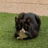 Picture of cat lost at Montboucher Sur Jabron