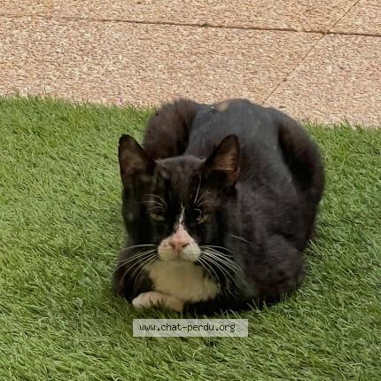 Photo 1/1 Cat reunited Lost in Montboucher sur jabron