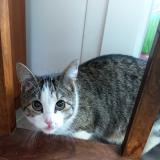 Picture of cat found at Sassenage 38360