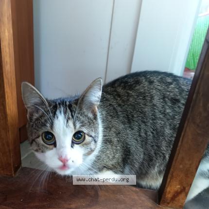 Photo 1/1 Found cat Found in Sassenage 38360