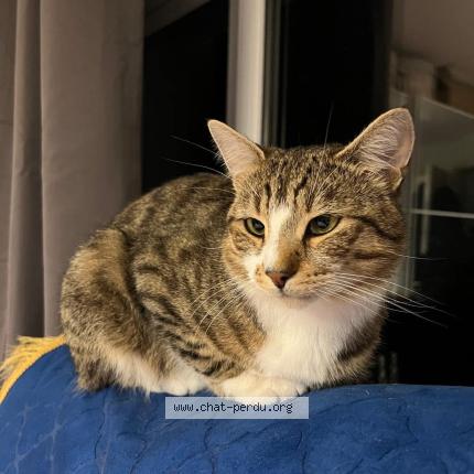 Photo 1/1 Milo Chat lost in Boussy saint antoine