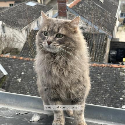 Photo 1/1 Billy Chat lost in Trelaze