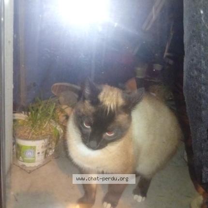 Photo 1/1 Found cat Found in St etienne