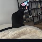 Picture of cat lost at Marseille